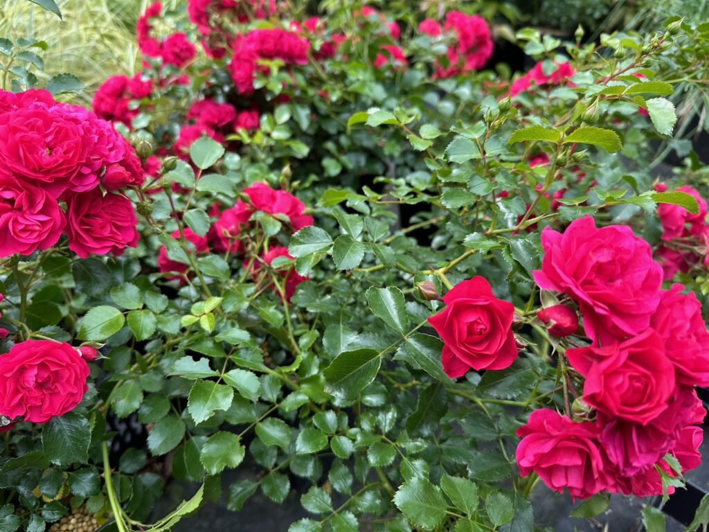 Jardin printanier : que planter dès maintenant pour un extérieur fleuri toute la saison ?