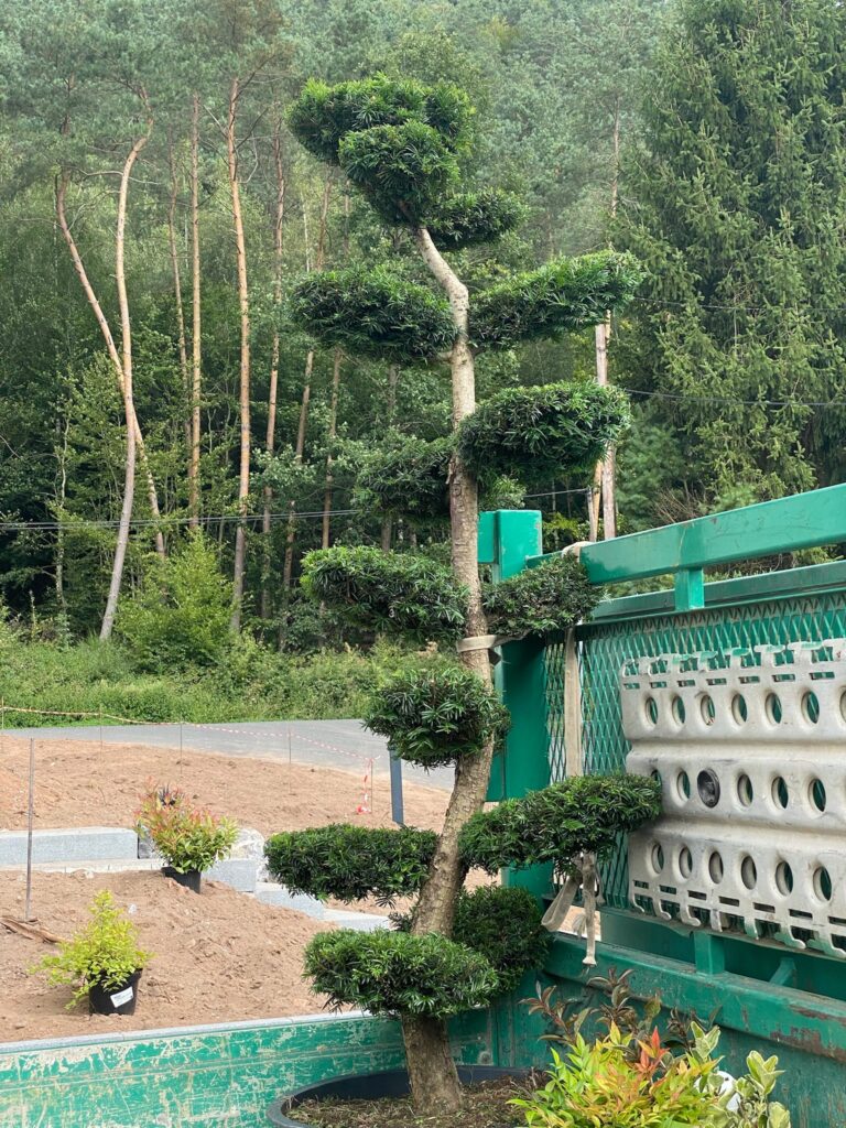 Plantes plein soleil : que choisir pour un jardin exposé plein sud ?